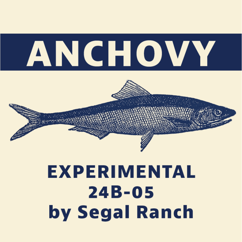 Anchovy Logo