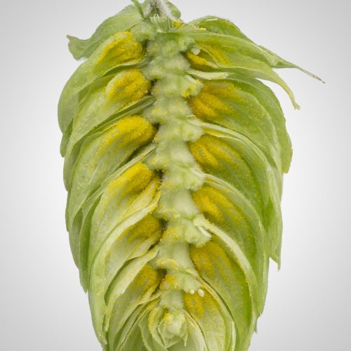 EnigmaDisectedHopCone