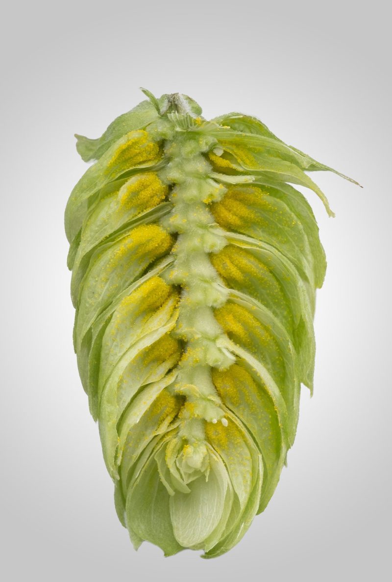 EnigmaDisectedHopCone