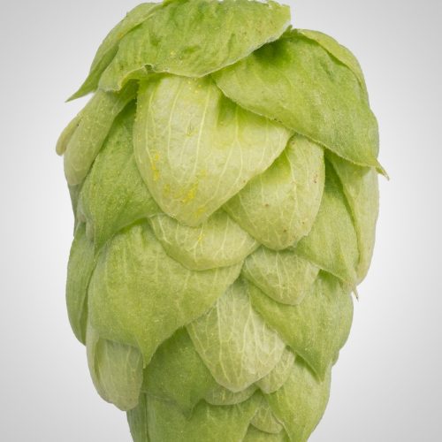 EnigmaWholeHopCone