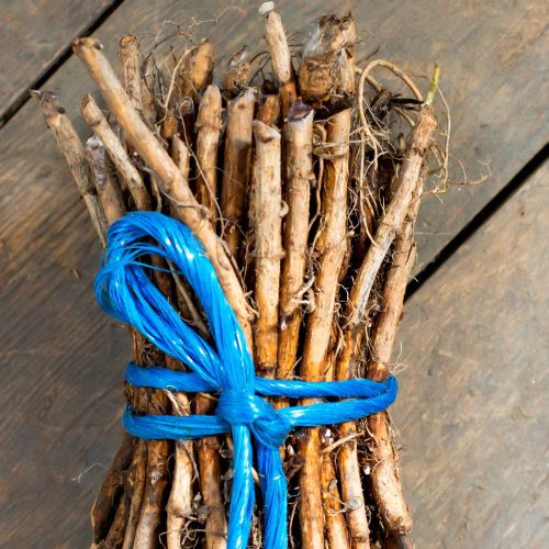 Hop rhizome bundle