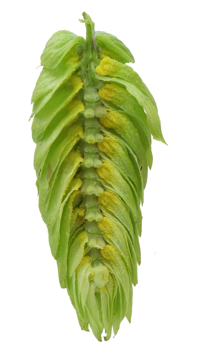 VicSecretDisectedHopCone