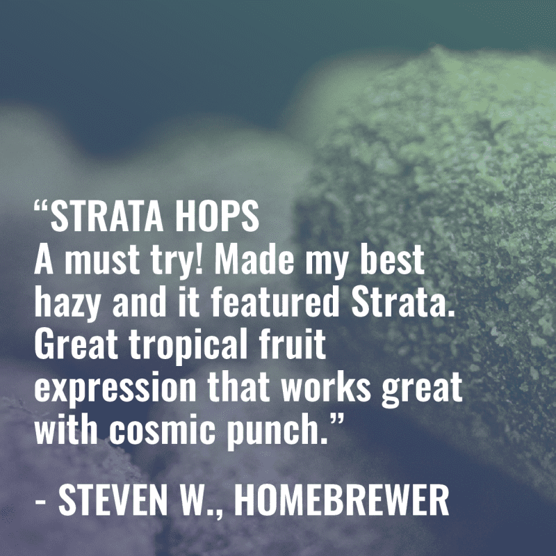 strata review homebrewer